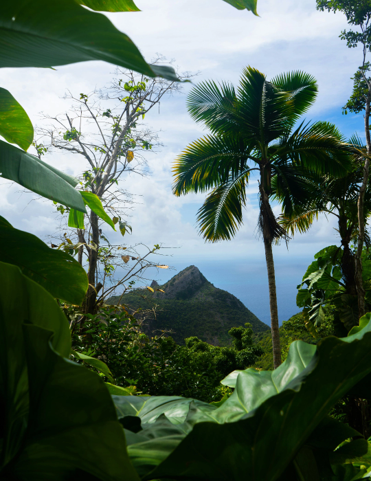 Caribe